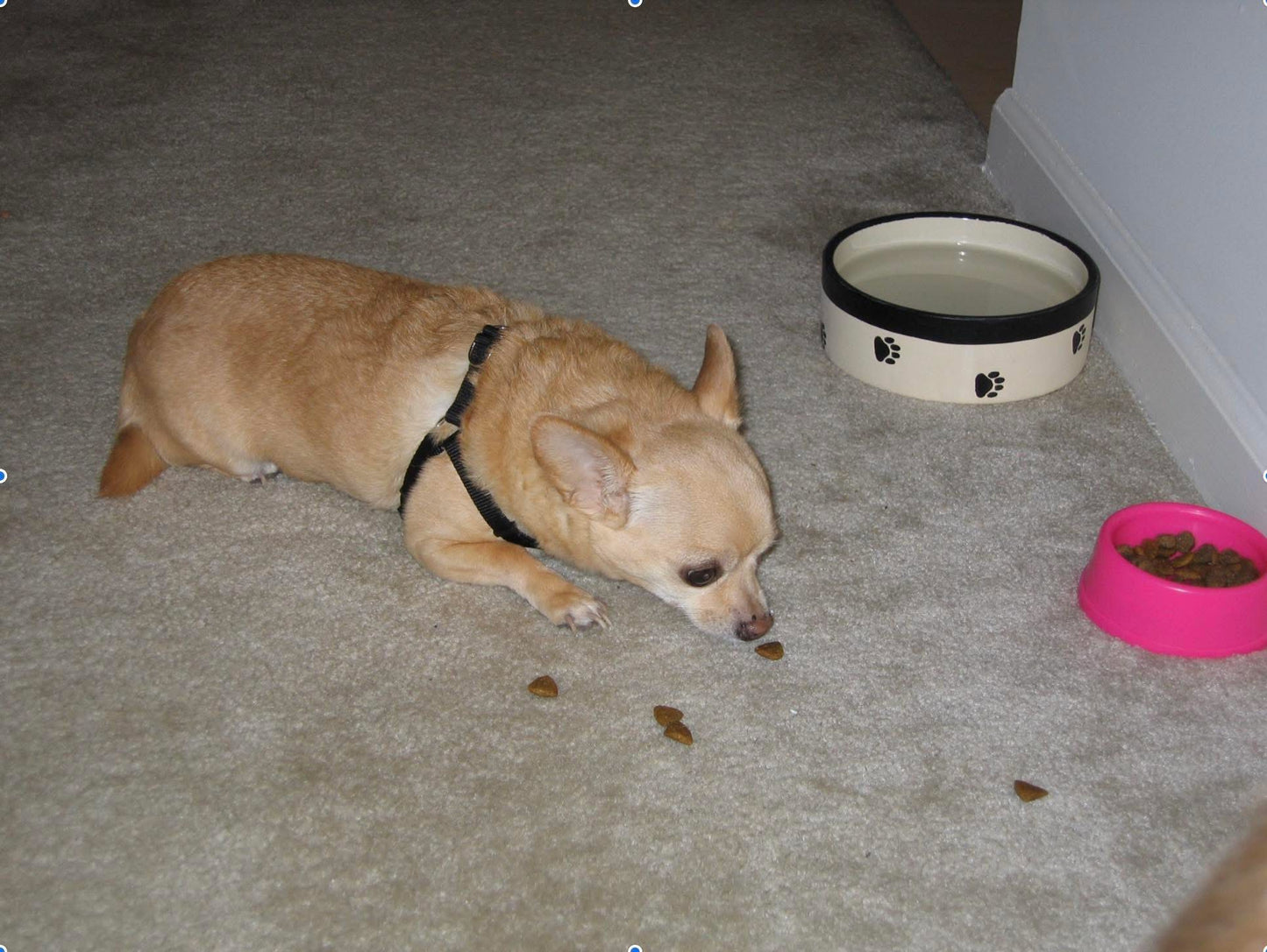 Bad Jobu - Good Dad: How Getting a Bad Dog Can Make You a Better Dad