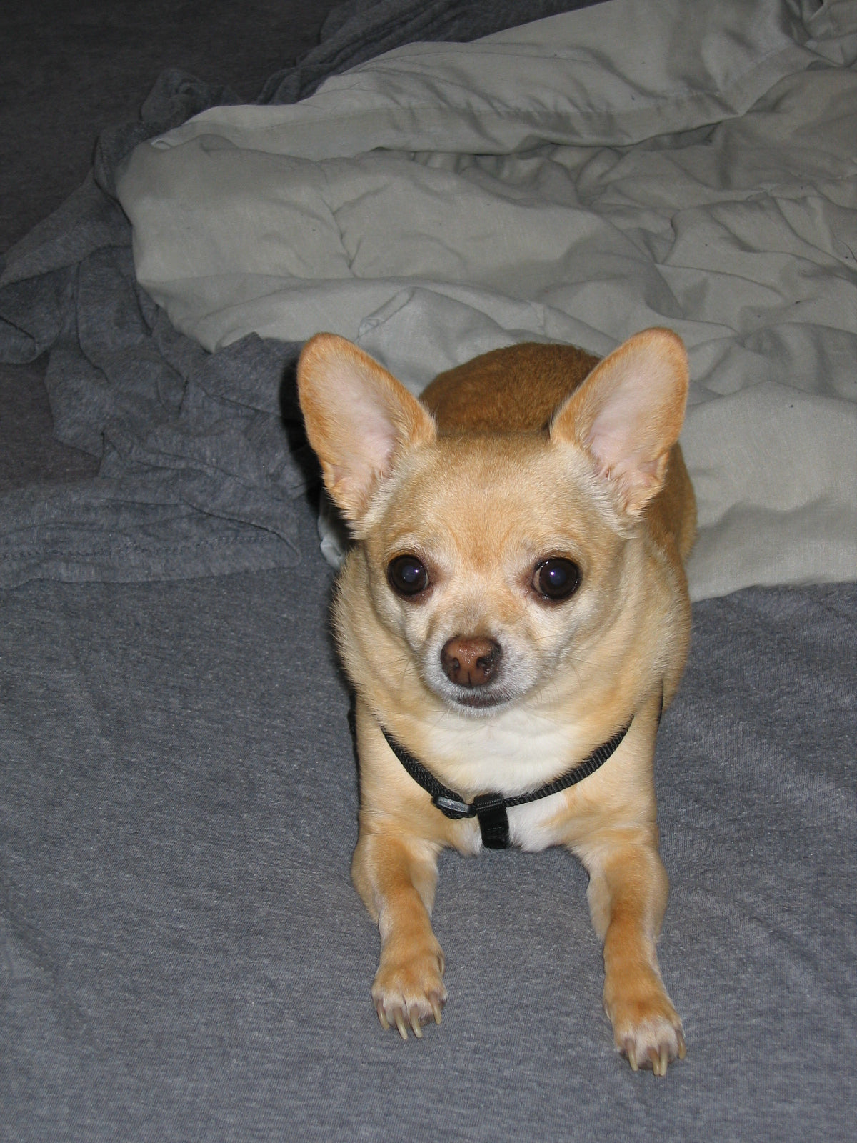 Jobu, a small chihuahua, looking at the camera.