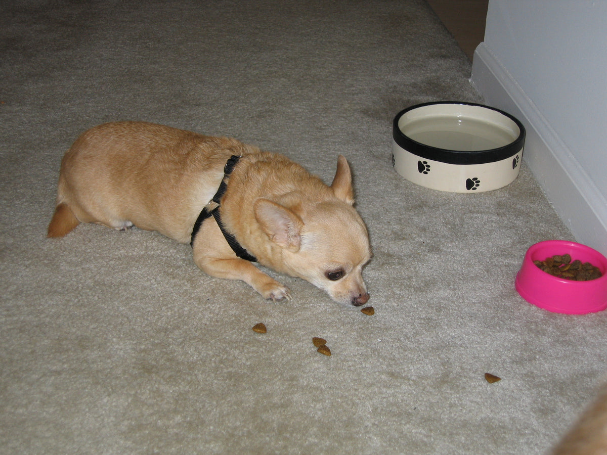 Real photo of Jobu, a tan chihuahua, sniffing spilled kibble beside her food and water bowls.