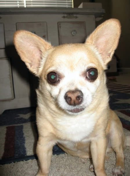 Bad Jobu - Good Dad: How Getting a Bad Dog Can Make You a Better Dad